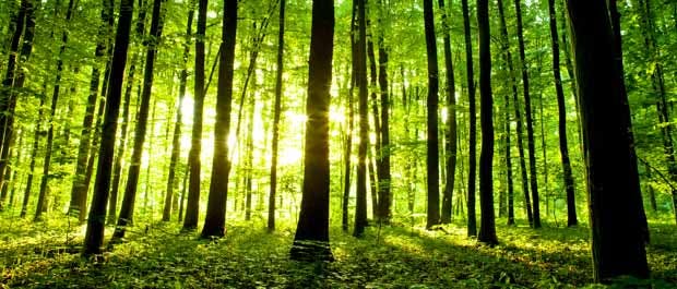 Mange stammer i skogen på våren hvor solen skinner gjennom