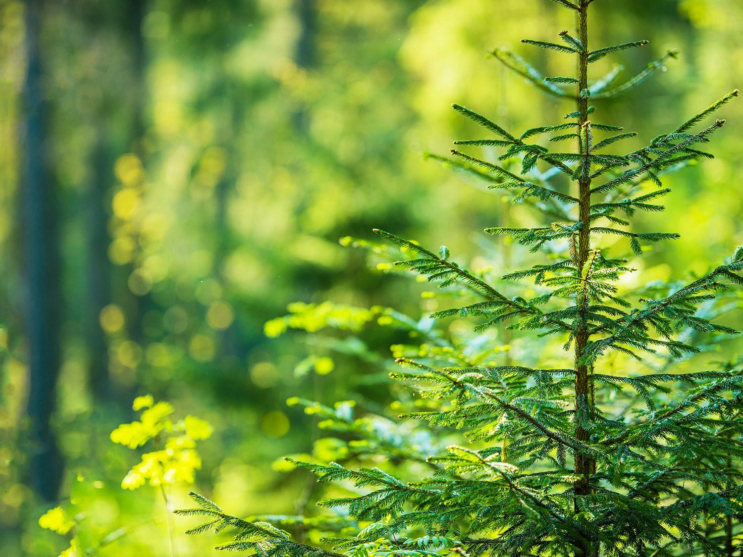skog med mange furutrær