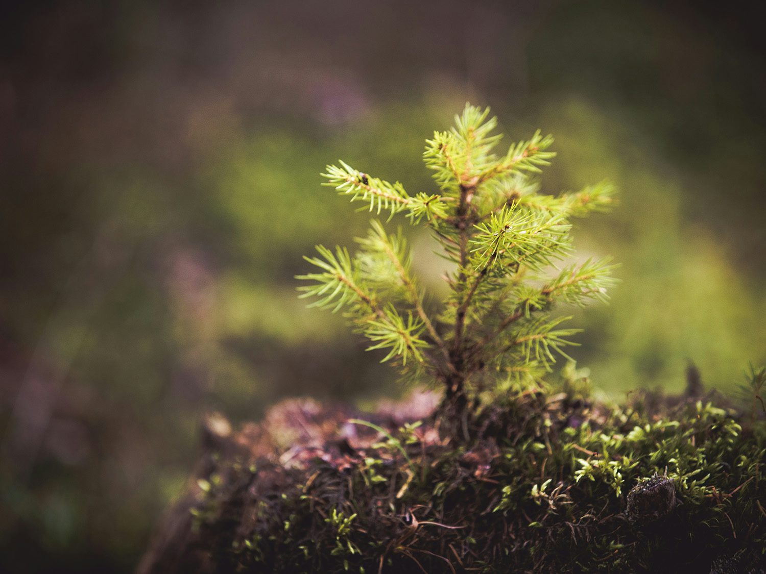 Lite tre plantet i bakken