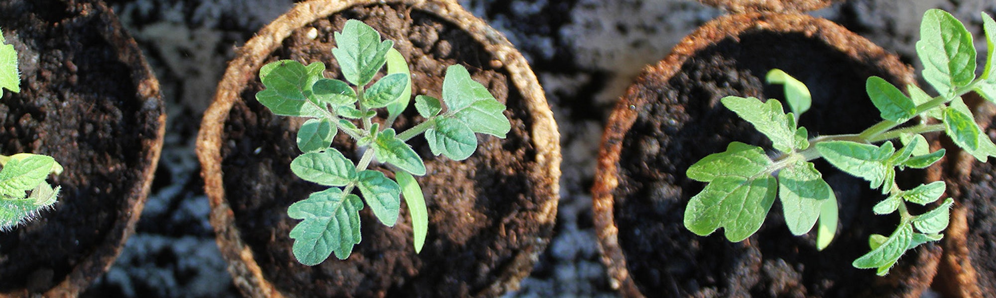 tomatplanter tomatplanter